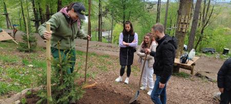 zasaditev smrekic (7)